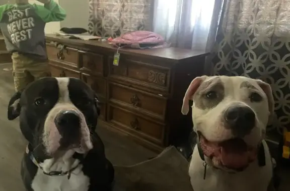 Lost Pitbulls: Cash & Marvel in Park Forest
