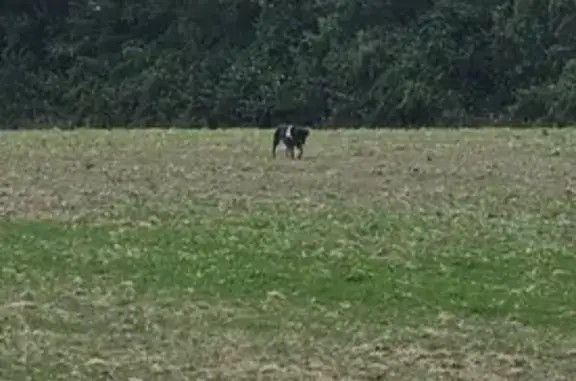 Chien trouvé , photo: Chien noir-fauve trouvé près A88, Thorigné