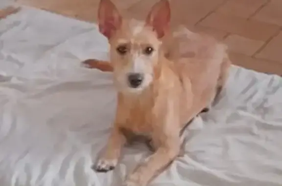 Chien perdu Morangis, photo : Chienne croisée griffon perdue à Morangis