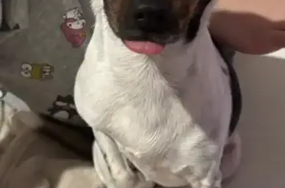 Lost Chihuahua: Black & White, West 107th