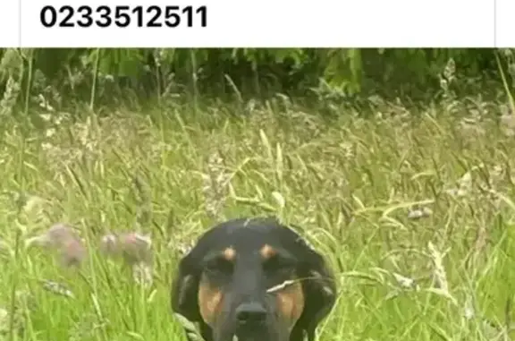 Chien trouvée sur D41, Le Grippon - photo