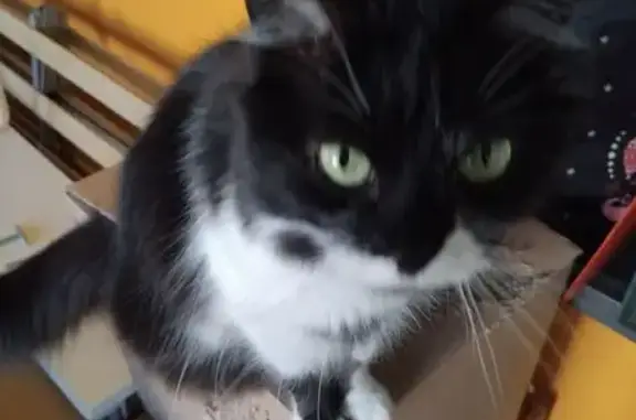 Animaux perdus Saint-Philbert-de-Grand-Lieu, photo: Chatte noire et blanche perdue à Saint-Philbert