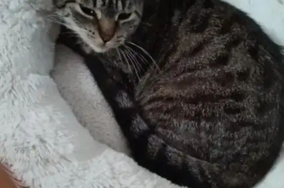 Gato Pardo Perdido: Responde a Su Nombre
