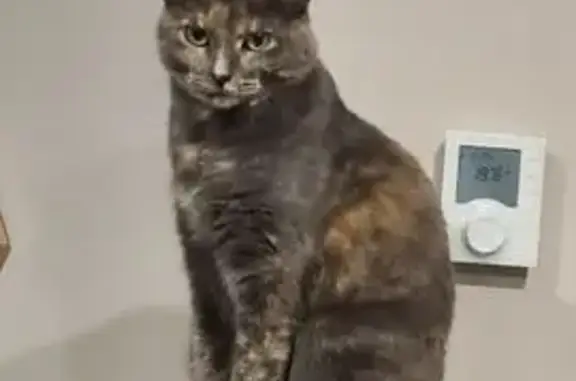 Animaux perdus Pontarlier, photo: Chatte écaille perdue à Pontarlier