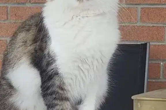 Chat perdu, Escautpont, photo: Chat noir et blanc perdu à Escautpont