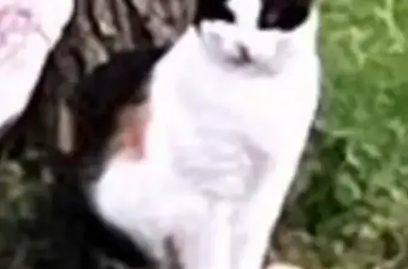 Lost Cat: Callie, 3, Spotted in Gatlinburg
