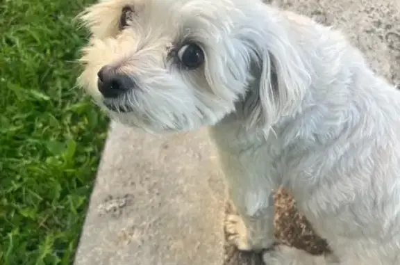 Help Reunite Ivory: Lost Maltese in Vegas!