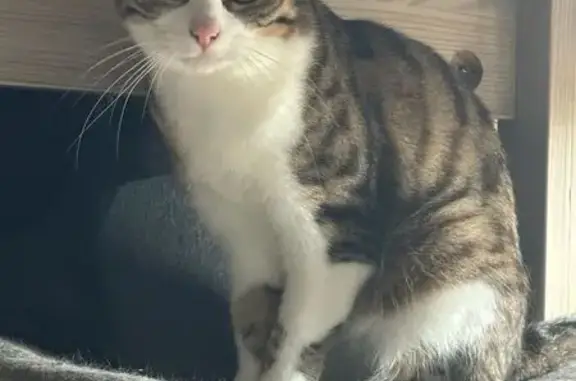Chat perdu, Gaillon, photo: Chatte perdue: grise/blanche, yeux verts, Gaillon