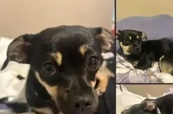 Lost Brown & Black Chihuahua Mix - Provo