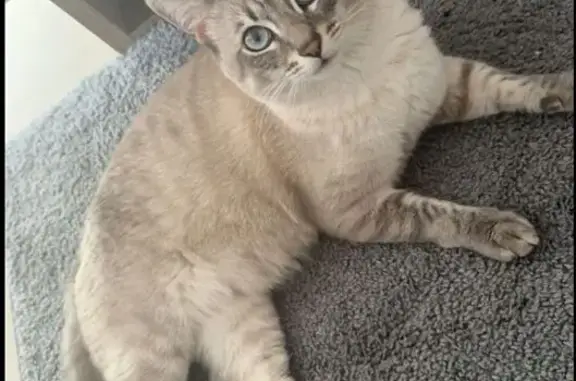 Chat perdu: Gris blanc, yeux bleus, Annecy - photo