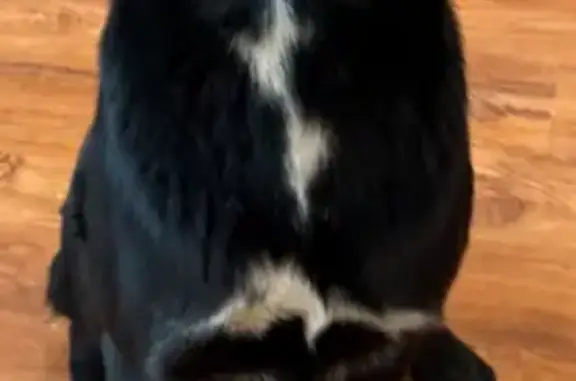 Lost Dog: Black with White Markings - Dixon