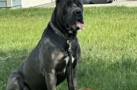 Lost Gray Male Dog: Dunn Ave, Jax