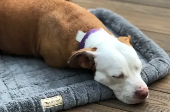 Lost: Friendly Pit Mix, Mossy Oaks Rd