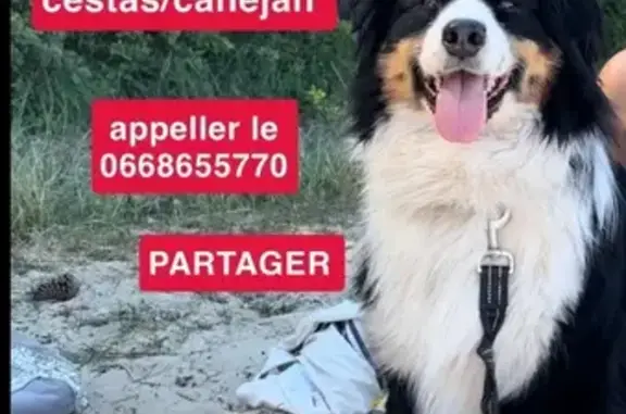 Animaux perdus Cestas, photo: Chien perdu tricolore à Cestas