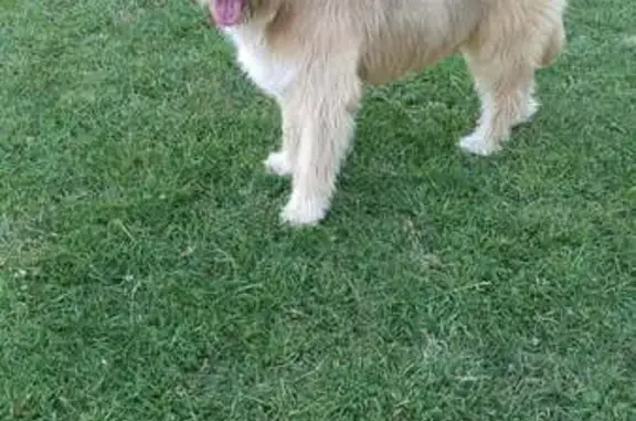 Chien beige mâle trouvé à Sarlat-la-Canéda - photo