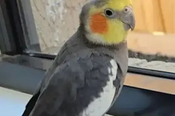 Lost Bird on Floribunda Rd, Melbourne