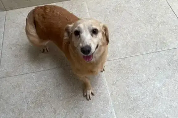 cachorro encontrada