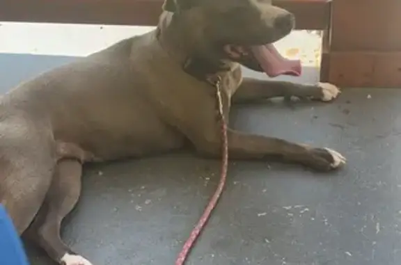 Lost Grey/White Dog Near Ethel Court 218