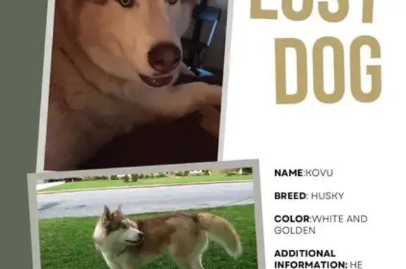 Lost Husky Kovu: White/Tan, Bent Paw