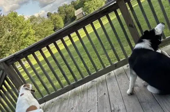 Found pets , photo: Found Dog on Porch - Call for Details