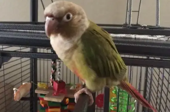 Lost Bird: Colorful Feathers in Prescott