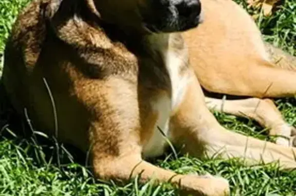 Friendly Brown Dog Lost in Greer, SC