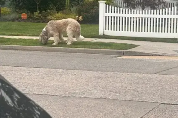 Found: Gray & White Dog in Valley Stream