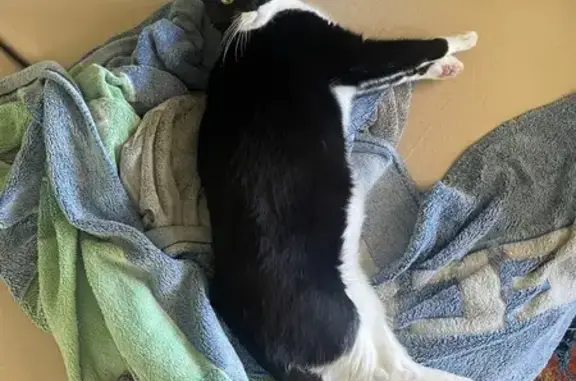 Friendly Tuxedo Cat Lost on Landmark Ave