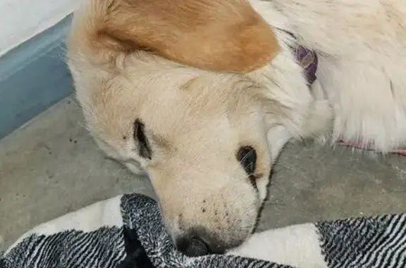 Lost Fluffy Golden Mix in Virginia