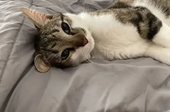 Lost Cat: Owl-Patterned, Friendly, Randwick