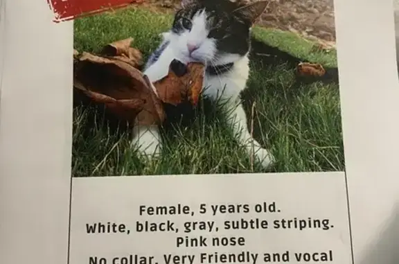 Lost Cat: Black/White, Pink Nose, Athens
