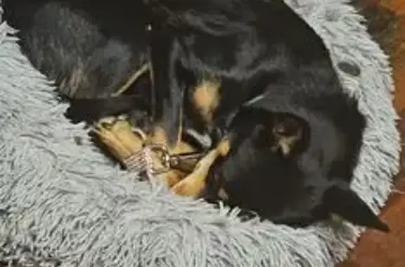 Lost 1.5-Year-Old Black Dog, Blue Mountains