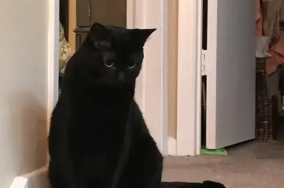 Found Black Cat on 20th St, Arlington