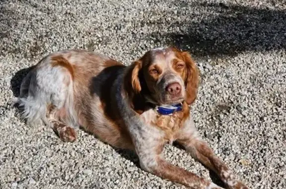 Missing dog , photo: Lost Dog: Orange & White, 40 lbs, Deer Lane