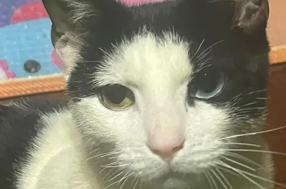 Lost Cat with Unique Eyes Near 75th St!
