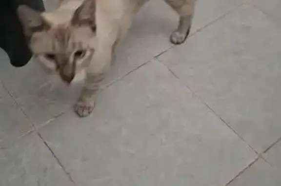 Gato siamés macho encontrado en Cancún