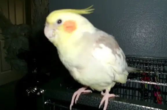 Lost Cockatiel on Lorraine Dri...