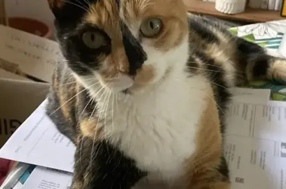 Chatte perdue à Juziers : Queeny peureuse - photo