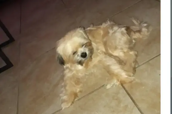 Lost Shih Tzu: Cream & White in Camden