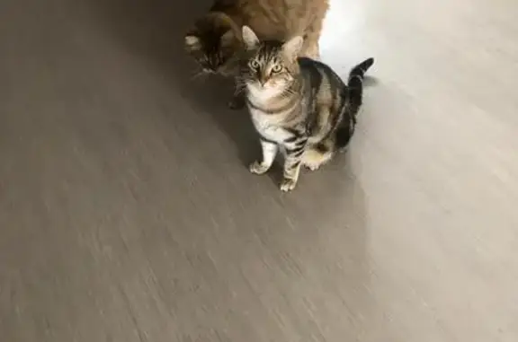 Chat perdu, La Ravoire, photo: Chat tigré mâle perdu, Avenue du Collège