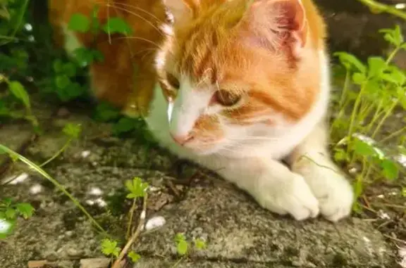 Chatte rousse et blanche perdue à Voreppe - photo