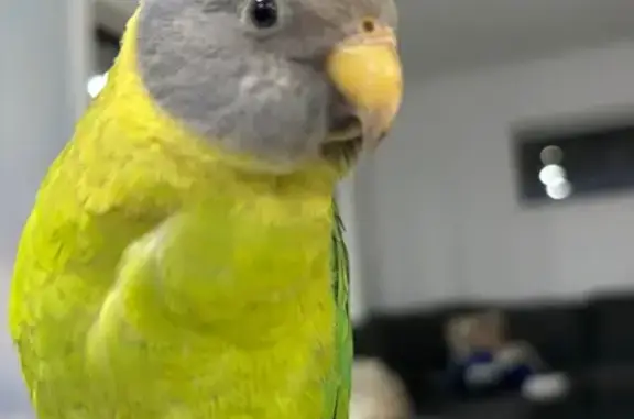 Lost Plum-Headed Parrot in Canterbury