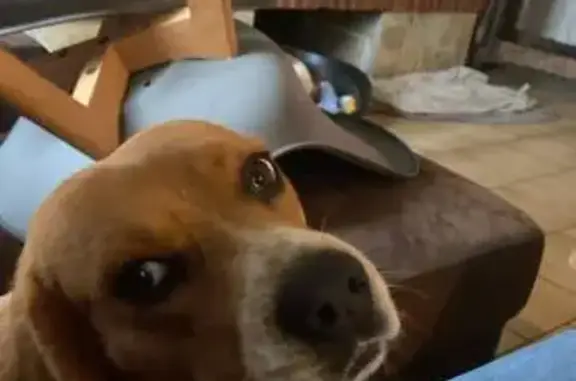 Chien perdu , photo : Chiens perdus: Rafale et Tigra, beagles