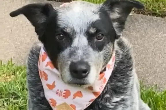Lost Blue Cattle Dog 'Sparky' in Sydney