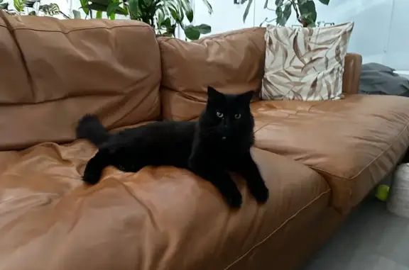 Lost: Timid Black Cat in Pink Harness