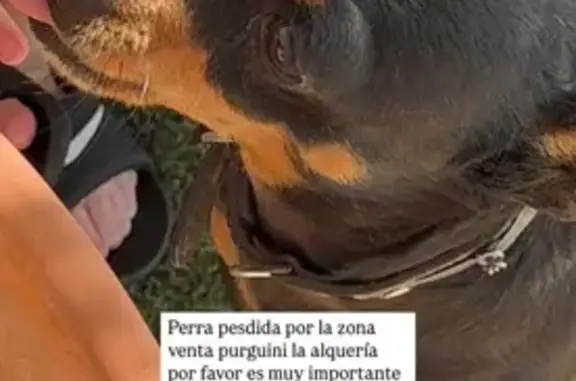 ¡Ayuda! Perro perdido: Tula, marrón oscuro
