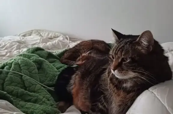 Animaux perdus Mons-en-Barœul, photo: Chatte âgée et corpulente perdue à Mons