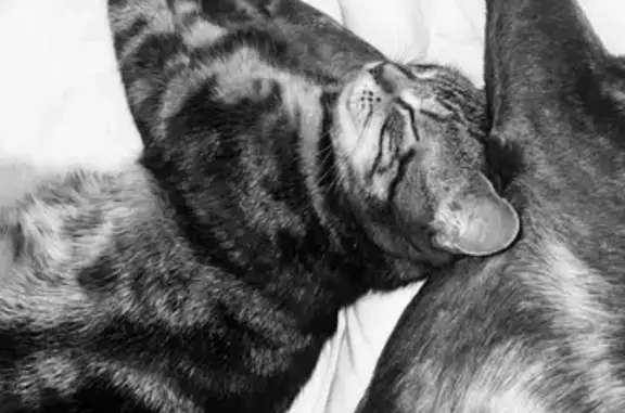 Chatte perdue, fine, yeux verts, Chargé - photo