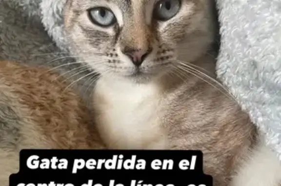 ¡Gata Perdida en San Pablo, La Línea!