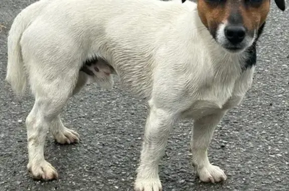Chien trouvé Arzano, photo: Jack Russel trouvé à Arzano